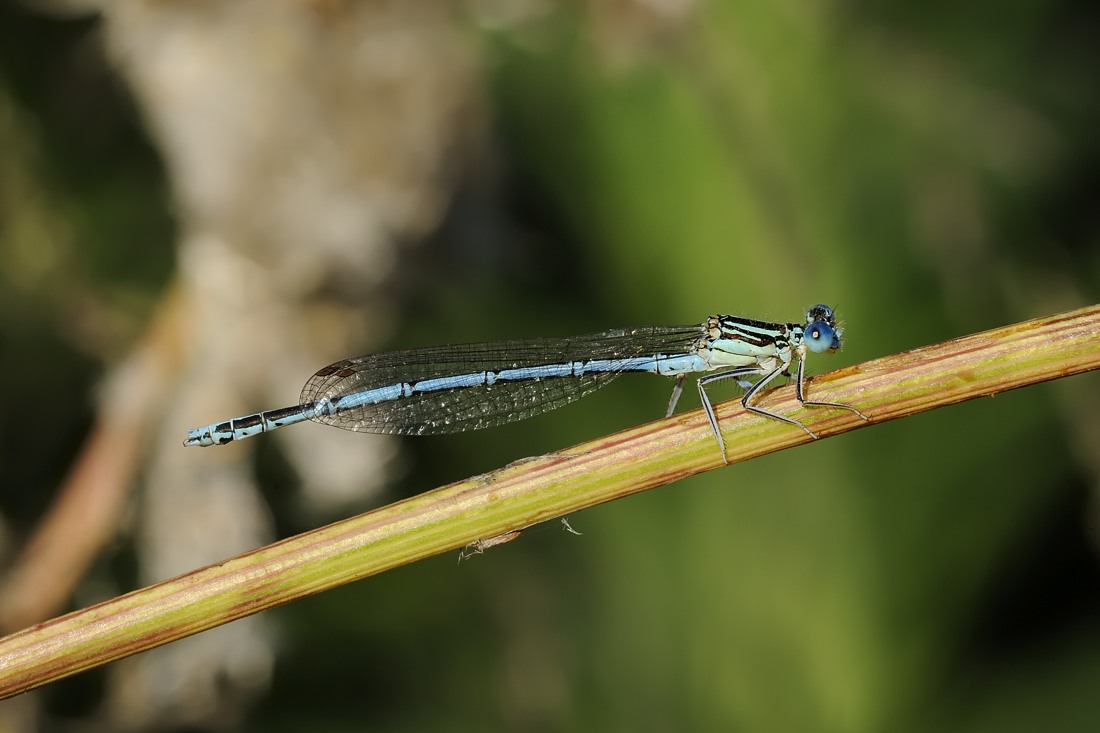 Platycnemis Pennipes maschio?